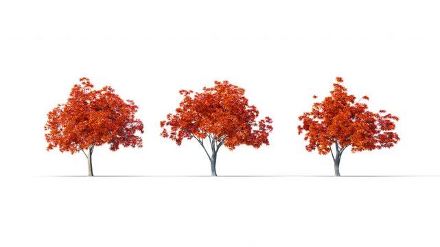 Summer trees swaying in the strong wind. Isolated 3D realistic tree swaying to the wind with alpha matte layer for transparency in the background.