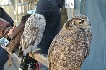 great horned owl in winter