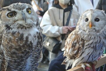 great horned owl in winter