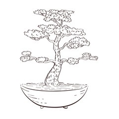 Drawing sketch style illustration of a bonsai tree in pot on isolated background done in black and white line art.