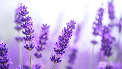 Obraz premium Close-up lavender field