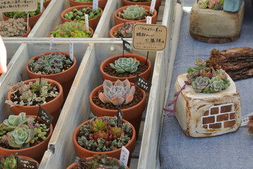 mixed planting in market