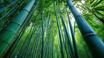 Towering Bamboo Forest with Lush Green Canopy
