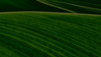 A macro shot of a dark green leaf, showcasing clear vein details and a patchy texture. The background is blurred to green with a few other colors, adding interest.