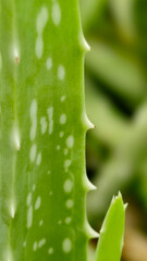 Close-up of a bright green aloe vera leaf, showing the details of the leaf surface, which is dotted with small, sharp white thorns and white spots.