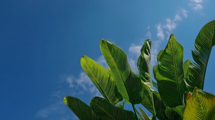 Lush tropical foliage against a bright blue sky.