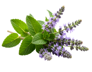  Catmint Stem Bundle in Diagonal Layout, Lavender Gray Blossoms, Minimalist Top-Down View