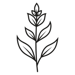 willowherb  vector illustration on white background