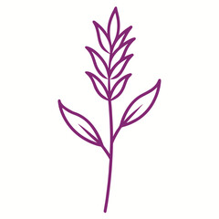 willowherb  vector illustration on white background