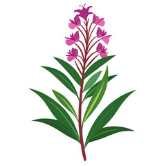 willowherb  vector illustration on white background