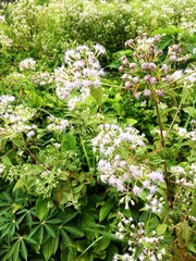 The jack in the bush weed or chromolaena odorata grows abundantly with white flowers that bloom