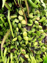 Leather leaf fern or pyrrosia eleagnifolia with green color, grows abundantly attached to the host