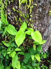 The dragon tail plant or epipremnum pinnatum with green leaves that grow abundantly and attach themselves to the host tree