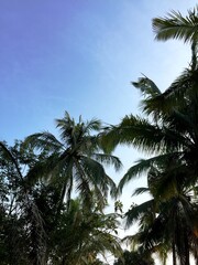 The rows of coconut trees growing lushly and towering upwards with a view of the bright morning sky in Yogyakarta, Indonesia