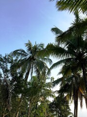 The rows of coconut trees growing lushly and towering upwards with a view of the bright morning sky in Yogyakarta, Indonesia