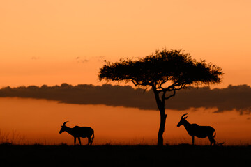 Golden sunset over the African savannah in Kenya, two antelope beneath acacia trees in silhouette. A tranquil and iconic safari scene. African sunset - Olare-Motorogi Conservancy, Maasai Mara Kenya