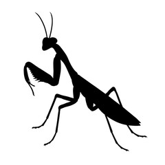 praying mantis  silhouette  vector style 