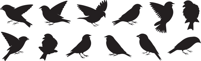 Obraz premium Collection of black bird silhouettes in various poses on white background vector bird graphic bird vector