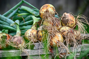 A close-up shot of fresh onions with green stems and roots