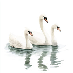 Obraz premium a cute animal of swans swim in the lake