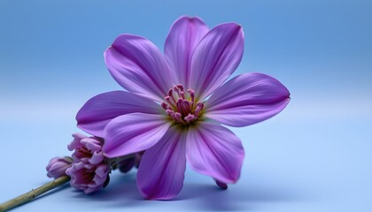 Obraz premium one lavender flower on a smooth blue gradient