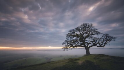 Solitary tree on a foggy hilltop under a dramatic sky