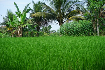 Fototapeta premium rice field in bali