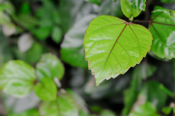 leaf from a plant belonging to the genus Hibiscus, common