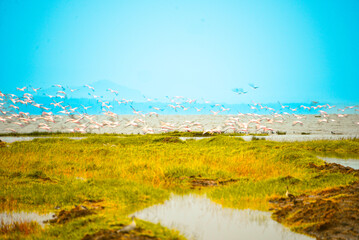 Vast flamingo colonies in African lakes