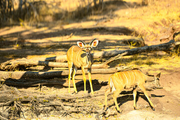 Various African antelopes graze peacefully Antelope, eland, kudu, nyala, horns, grazer