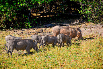 Warthogs graze and humble African structures