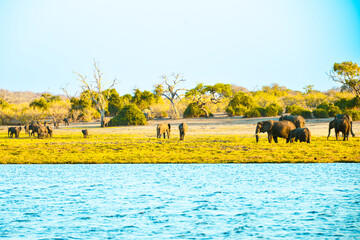 Large elephant herds roam African plains