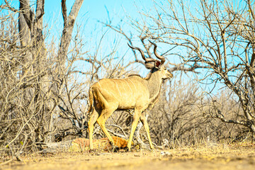 Various African antelopes graze peacefully Antelope, eland, kudu, nyala, horns, grazer