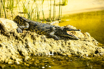 Nile crocodiles bask by African waters