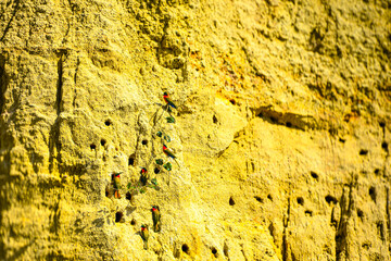 Diverse African birds thrive in wild kingfishers, geese, pelicans, flamingos, ibises, herons, secretarybirds, guinea fowl