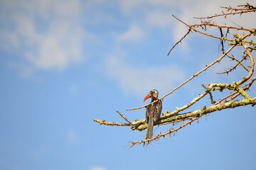 Diverse African birds thrive in wild kingfishers, geese, pelicans, flamingos, ibises, herons, secretarybirds, guinea fowl