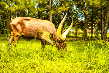 Various African antelopes graze peacefully Antelope, eland, kudu, nyala, horns, grazer