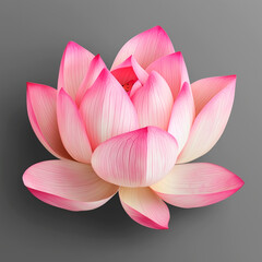 Pink Lotus Flower Isolated on Gray Background &ndash; Elegant Botanical Art