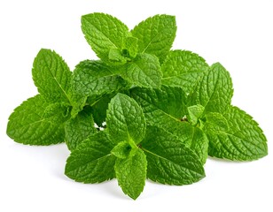 Fresh mint leaves close-up