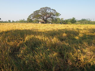 tree in the paddy field
