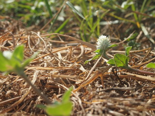 ants on the grass
