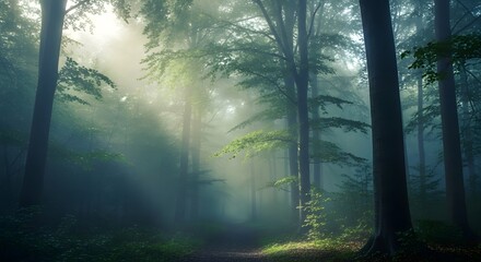 Naklejka premium morning in the forest
