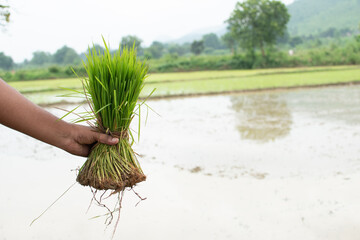 
A farmer holds a bundle of young rice seedlings, ready to be transplanted into the flooded paddy...