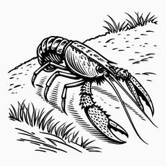 Detailed black and white illustration of a crawfish or crayfish on a textured ground with grass