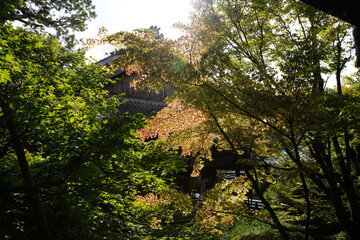 永観堂禅林寺の初秋の庭園の風景