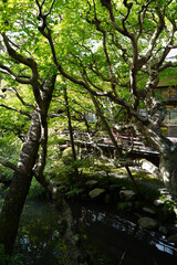 永観堂禅林寺の初秋の庭園の風景