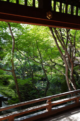 永観堂禅林寺の初秋の庭園の風景