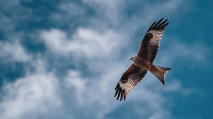 Fototapeta premium Majestic Bird of Prey in Flight