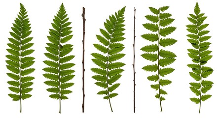 Set of Green Fern Leaves with Natural Vivid Colors and Detailed Texture for Botanical and Nature Design