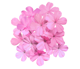 White plumbago or Cape leadwort flowers. Close up pink-purple small flowers bouquet isolated on transparent background.	
